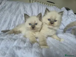 Ragdoll cats Ragdoll kittens - Advert 1