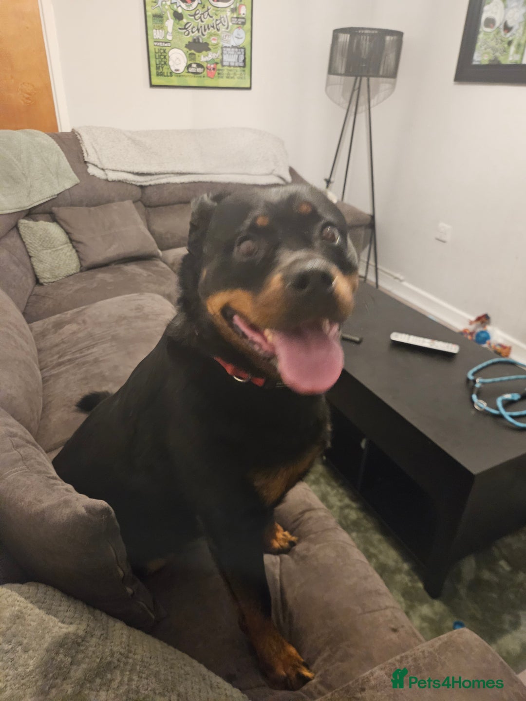 Rottweiler dogs for sale: Raven  - Image 5
