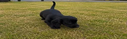 Cocker Spaniel dogs for sale: Cocker spaniels in London - Advert 5