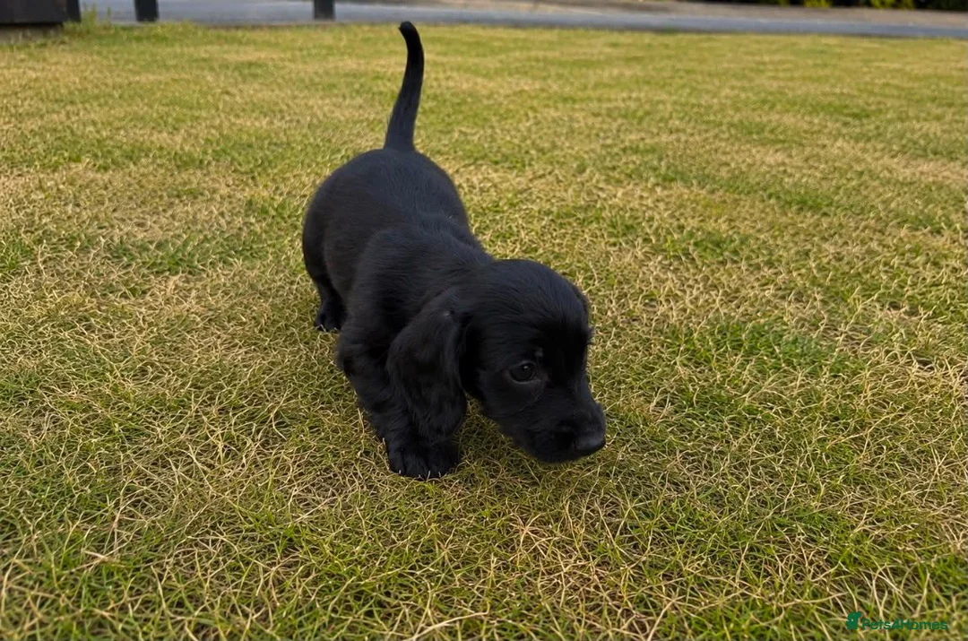 Cocker Spaniel dogs for sale: Cocker spaniels in London - Advert 5