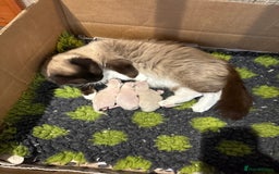 Ragdoll cats for sale: Stunning Ragdoll Males - Image 7