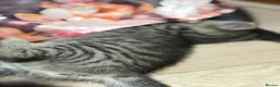 British Shorthair cats for sale: Rare BSH kitten - Advert 8