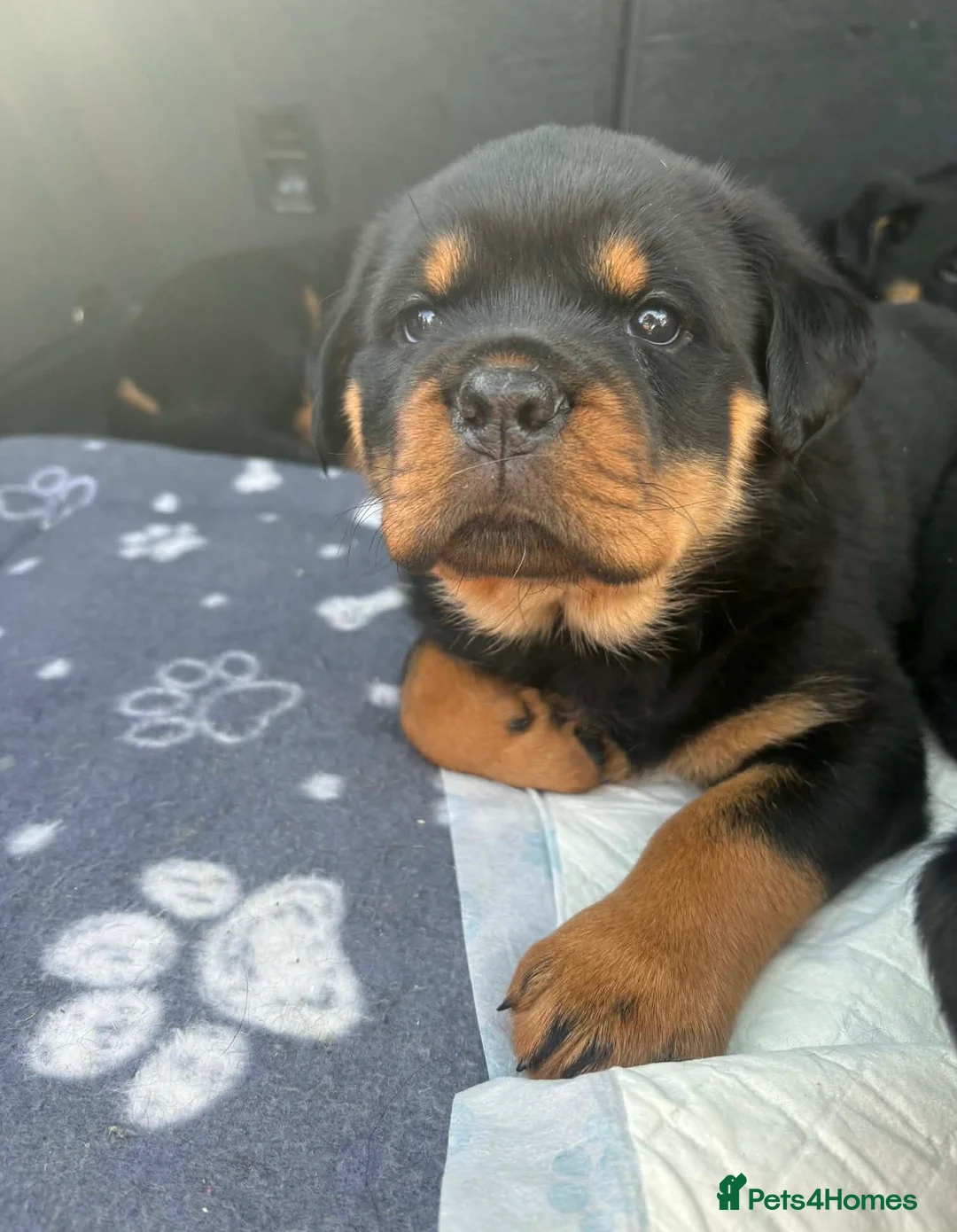 Rottweiler dogs for sale: 2 Rottweiler boy puppies for sale - Advert 2