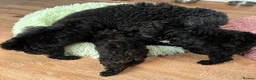 Toy Poodle dogs for sale: K.C.Reg tiny Toy Poodle puppies - Advert 4