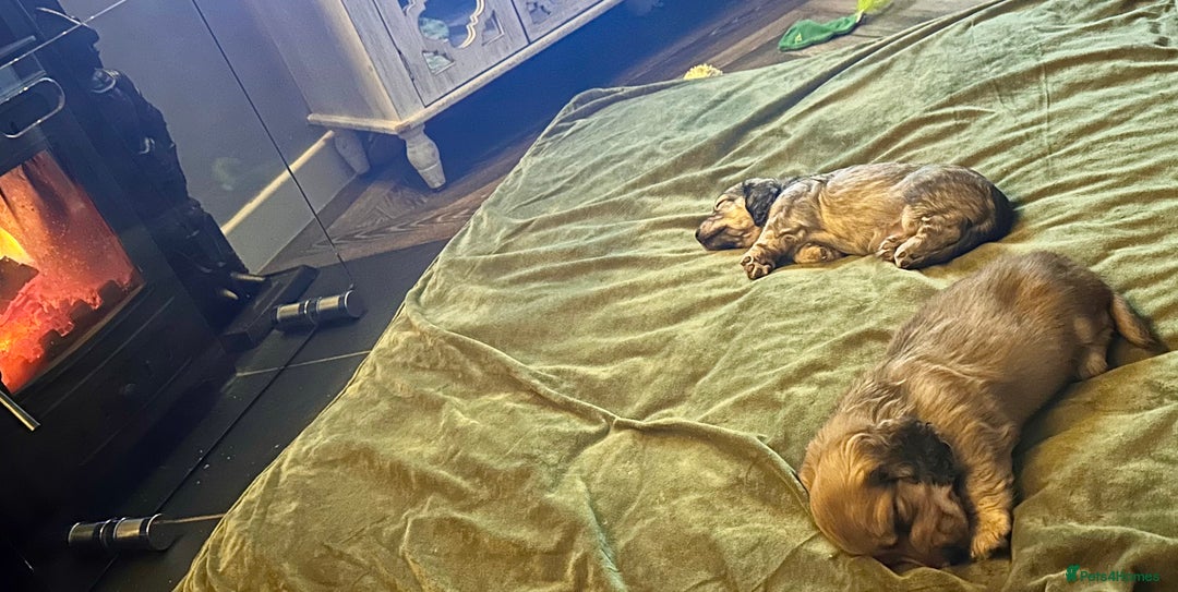 Miniature Dachshund dogs for sale: Beautiful KC reg Miniature Dachshund Bubbies - Image 5