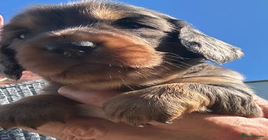 Dachshund dogs - Advert 4