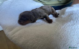 Cockapoo dogs for sale: Stunning F1BB cockapoos merles /phantoms/red ❤️ - Image 16