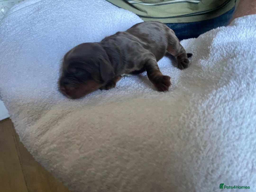Cockapoo dogs for sale: Stunning F1BB cockapoos merles /phantoms/red ❤️ - Image 16