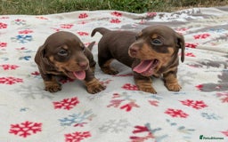 Miniature Dachshund dogs for sale: 5 beautiful chocolate and tan miniature dachshunds - Image 16