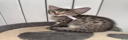 Mixed Breed cats for sale: British Mix Kittens 2 Boys 4 Girls - Advert 8