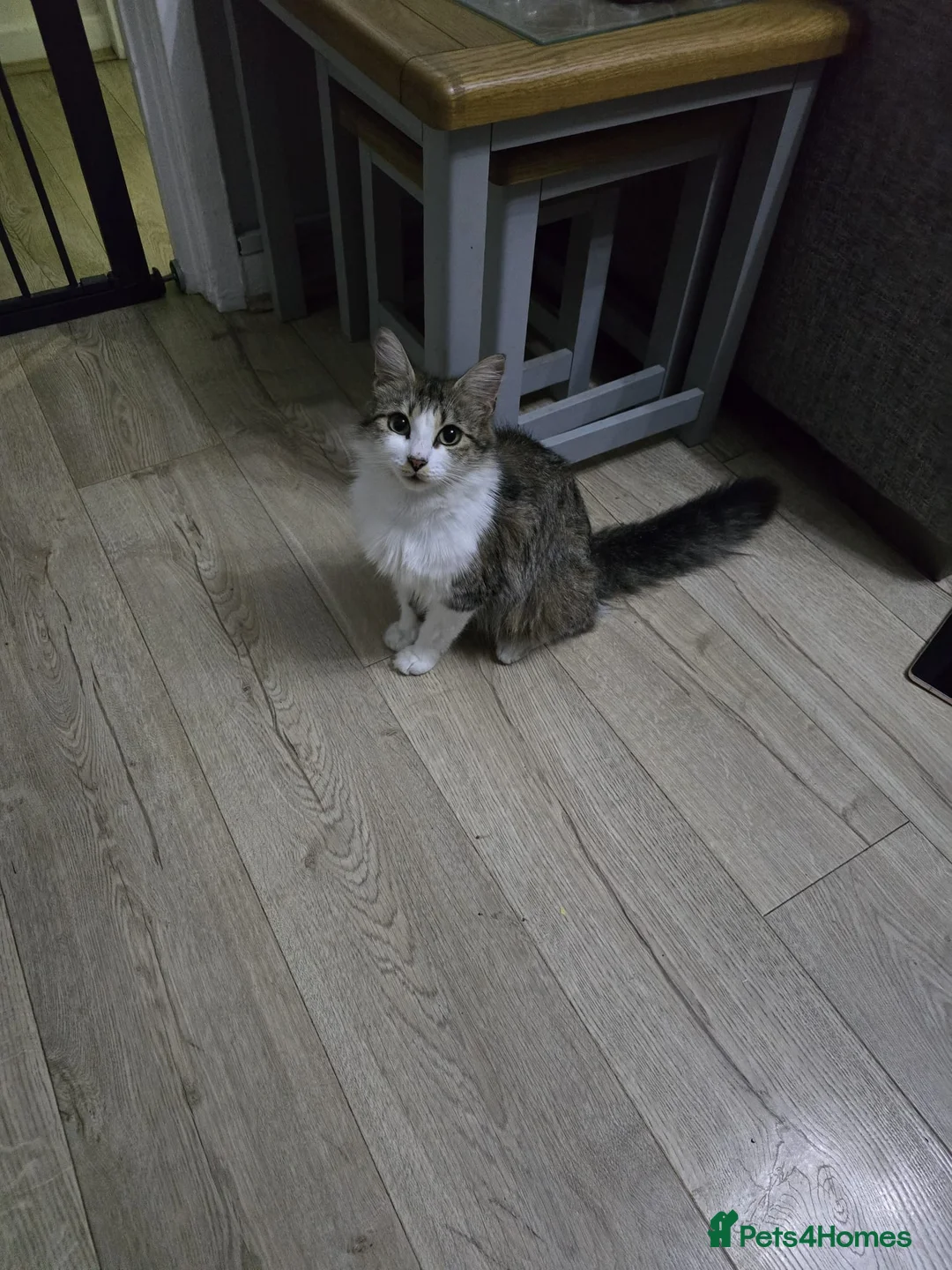 Mixed Breed cats for sale: Six beautiful mainecoon cross kittens - Advert 2