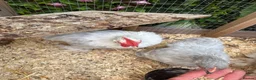 Chickens poultry for sale: 3 beautiful pekin cockerels - Advert 5
