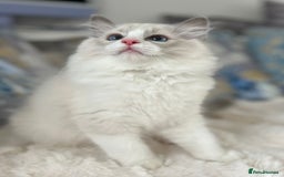 Ragdoll cats for sale: Beautiful Bicolour Ragdoll Kittens Home Raised, in Castleford - Image 19