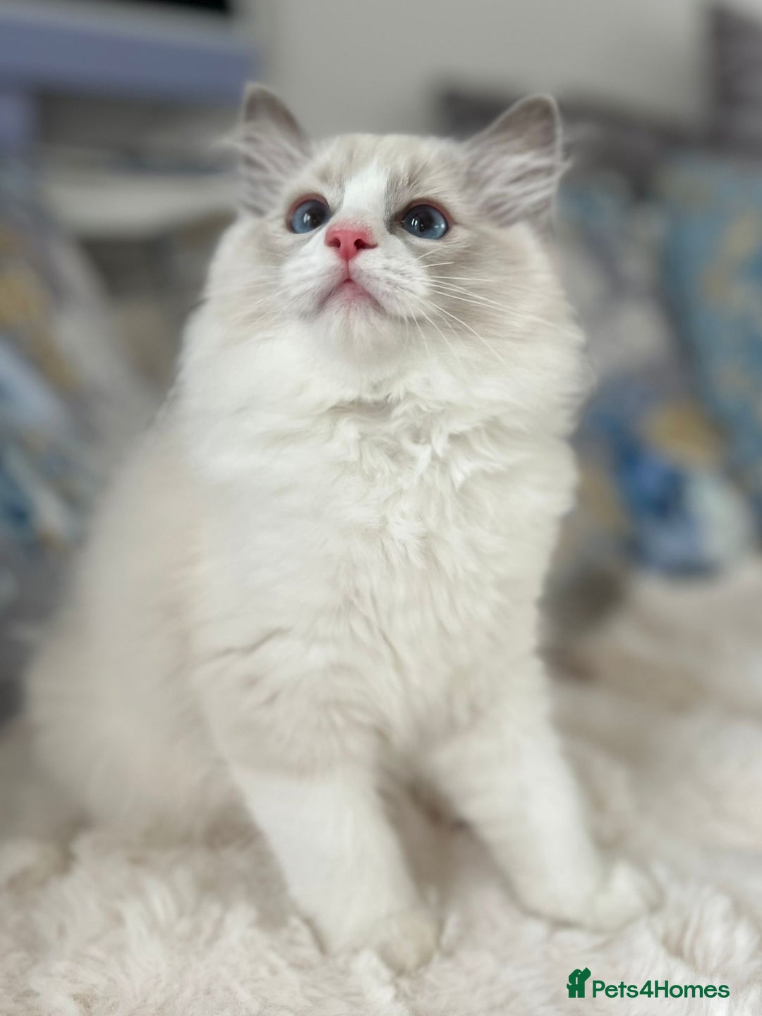Ragdoll cats for sale: Beautiful Bicolour Ragdoll Kittens Home Raised, in Castleford - Image 19