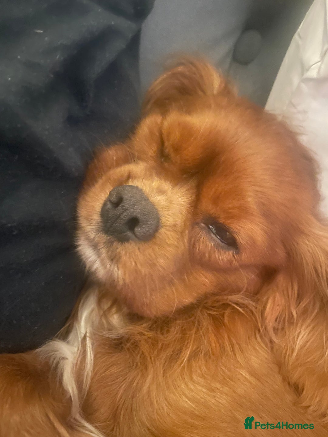 Mixed Breed dogs for sale: Cavapoo puppies  - Image 11