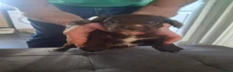 Cocker Spaniel dogs for sale: Cocker spaniel puppies ready now in Houghton le Spring - Advert 4