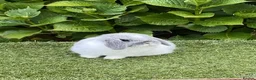 Mini Lop rabbits for sale: Pure bred mini lops baby rabbits  - Advert 2