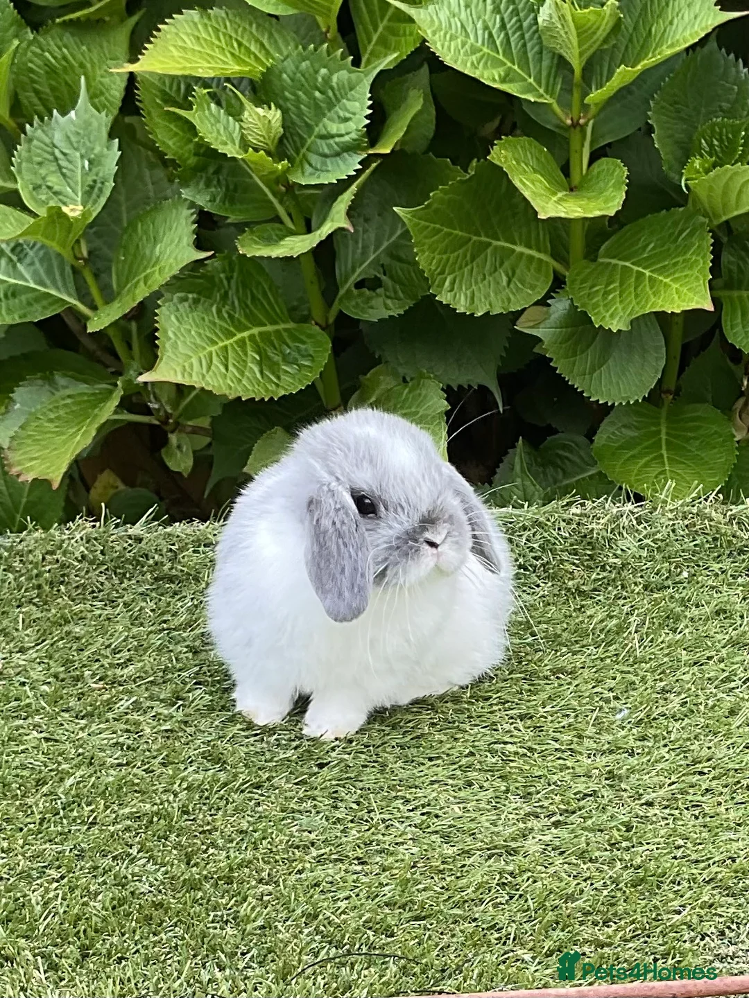 Mini Lop rabbits for sale: Pure bred mini lops baby rabbits  - Advert 2