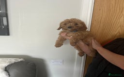 Cavapoo dogs for sale: Cavapoos  - Image 14
