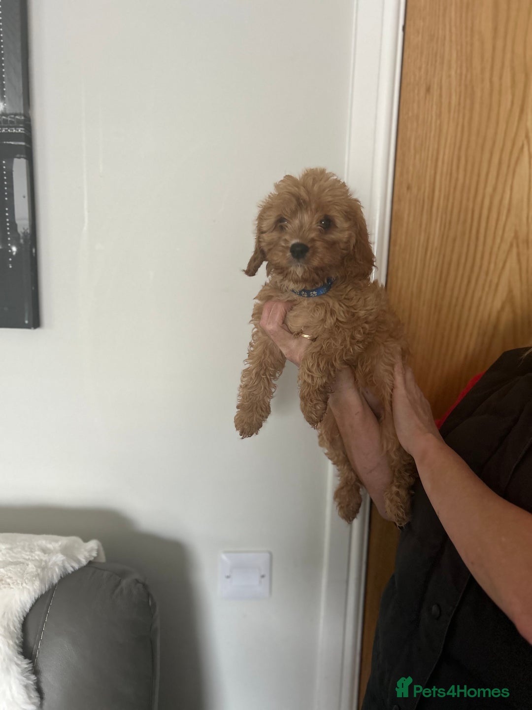 Cavapoo dogs for sale: Cavapoos  - Image 14