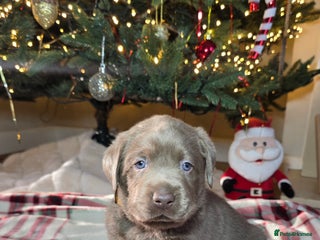 Labrador Retriever dogs Silver Labrador Puppies - Fully Health Tested - Advert 12