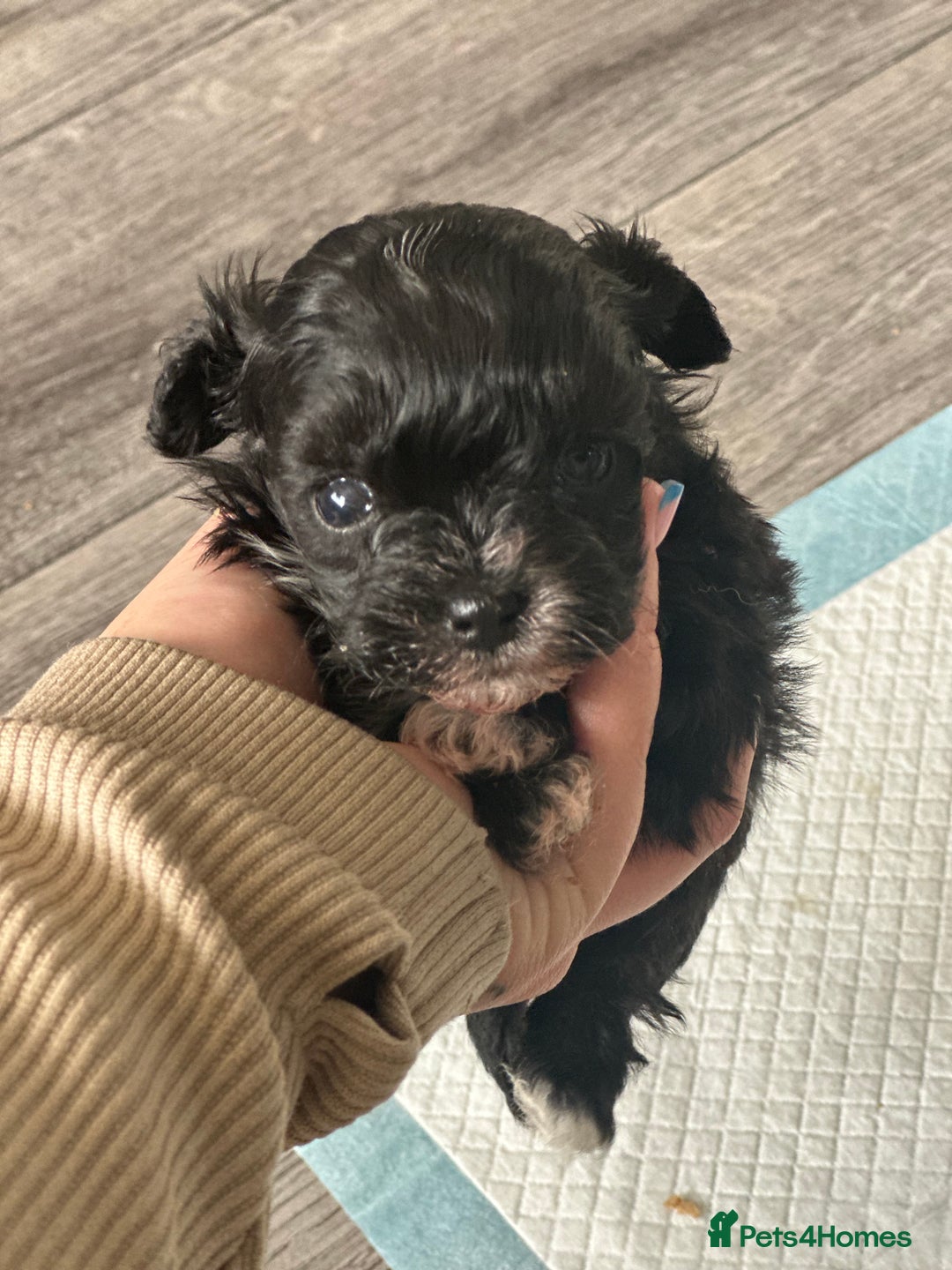 Maltipoo dogs for sale: F1 Toy Maltipoos - Advert 26