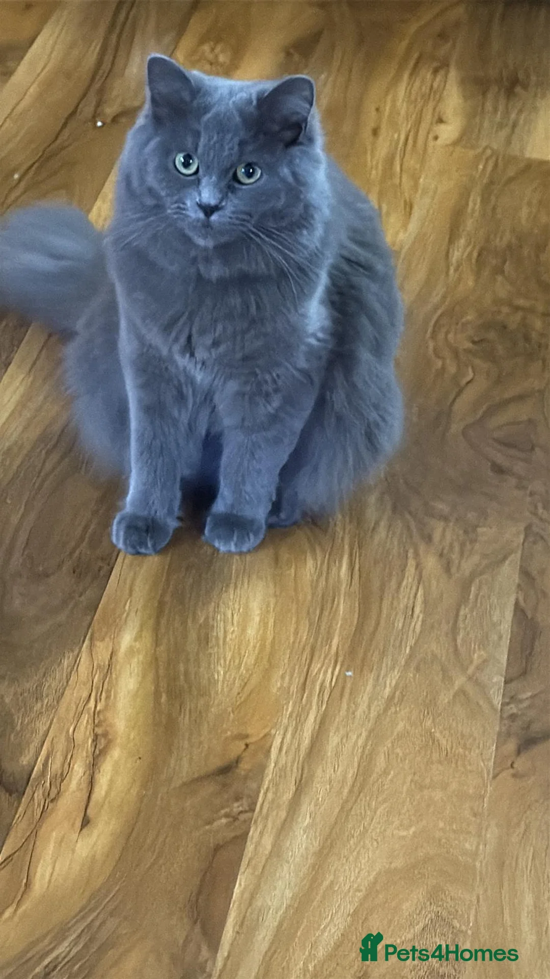 Persian cats for sale: 4 Persian x Ragdoll kittens in Glasgow - Advert 1