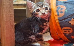 Bengal cats for sale: 🌟 Premium Bengal Tica Kittens – 5★Breeder 🌟 - Image 29