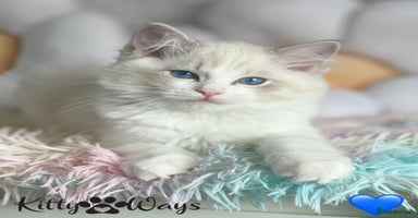 Ragdoll cats - Advert 15