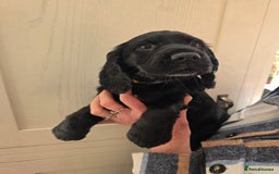 Cocker Spaniel dogs for sale: LAST BOY REMAINING REDUCED kc reg! Cocker spaniel - Image 9