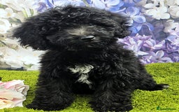 Cockapoo dogs for sale: READY NOW !! sable & brindle tri colour cockapoos - Image 29