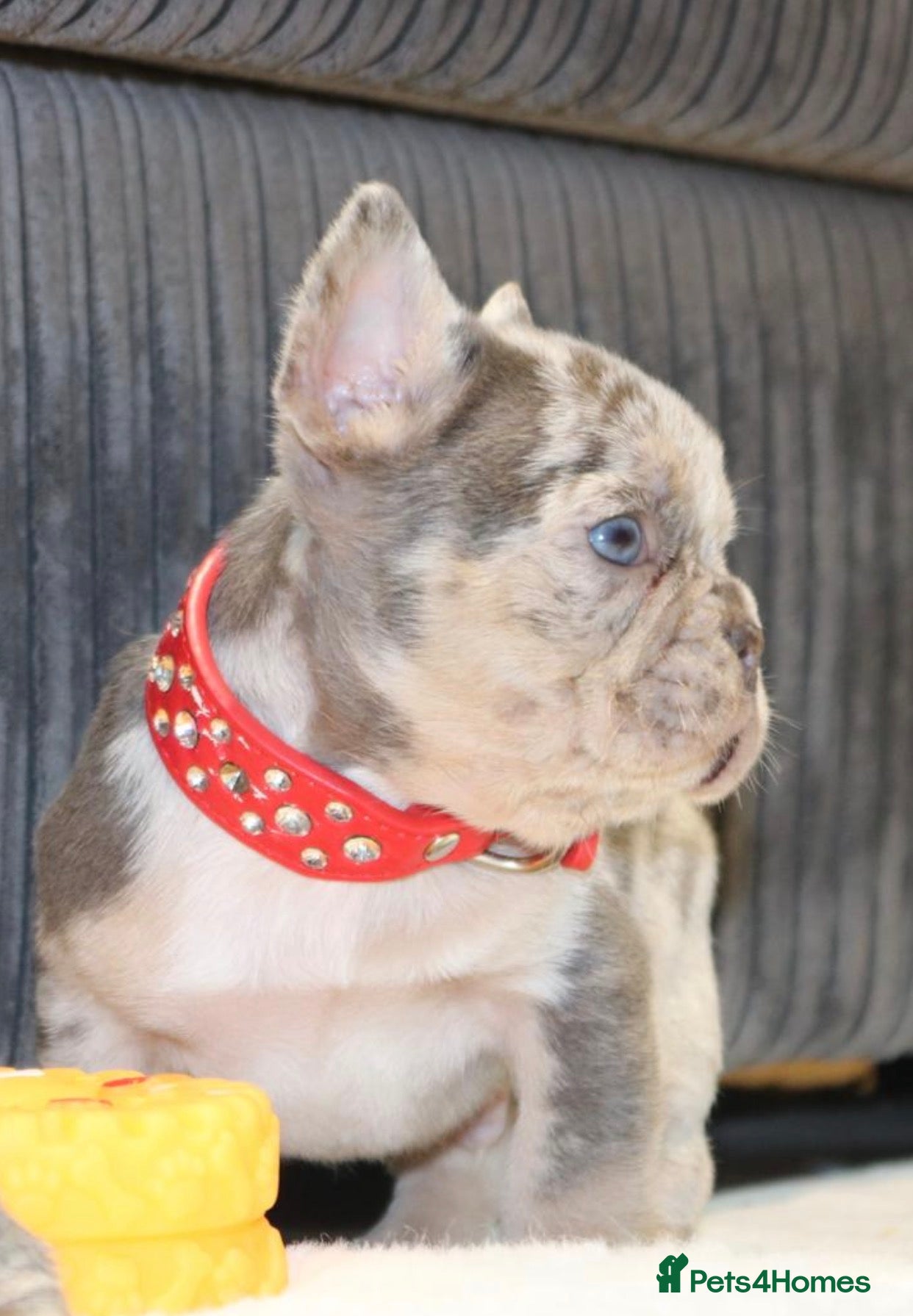French Bulldog dogs Stunning Male frenchies - Merle & Lilac tan 💫  - Advert 1