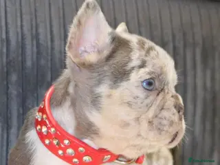French Bulldog dogs Stunning Male frenchies - Merle & Lilac tan 💫 - Advert 1