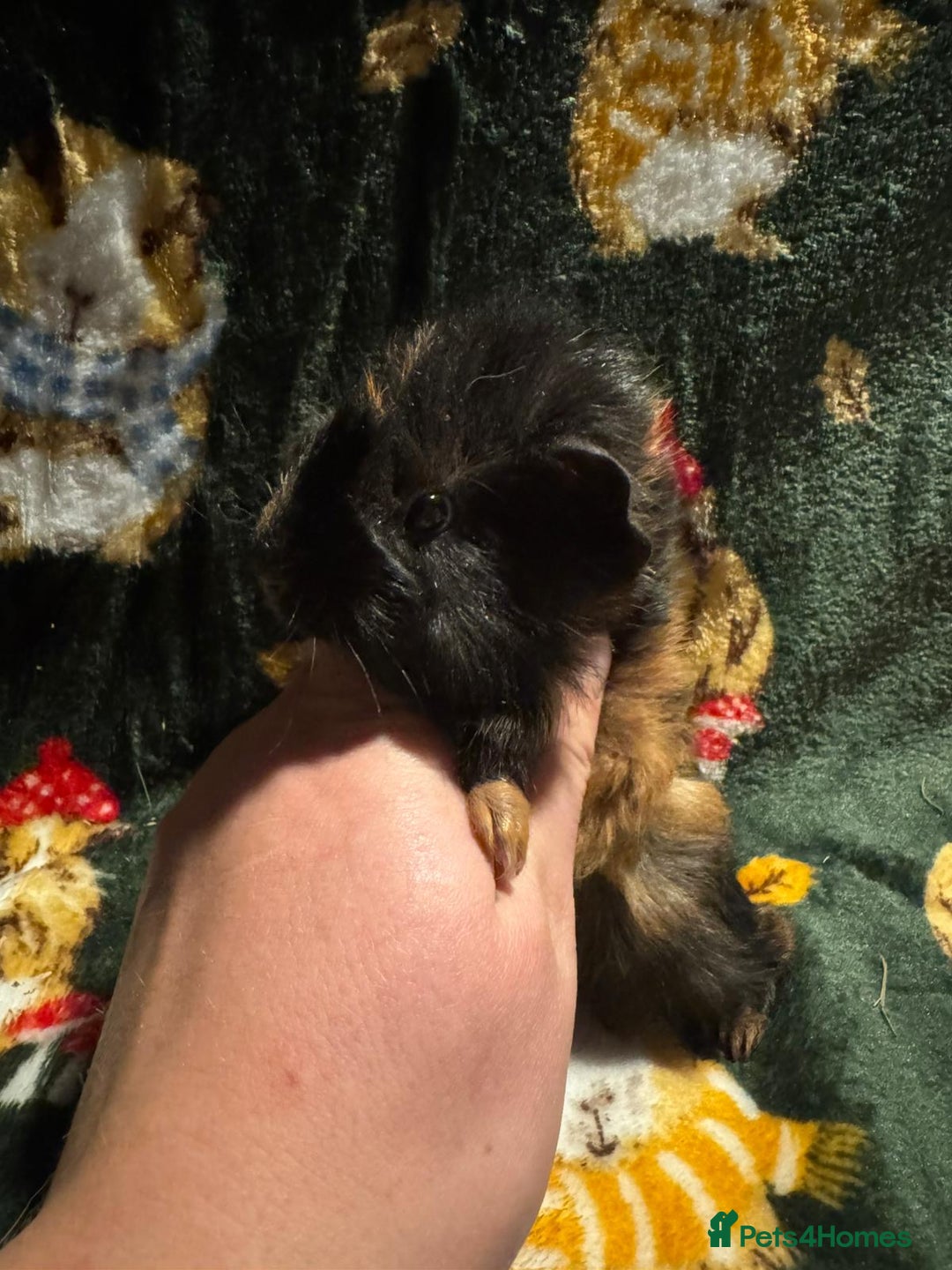 Guinea Pig rodents for sale: Beautiful Baby Guineapigs  - Image 10
