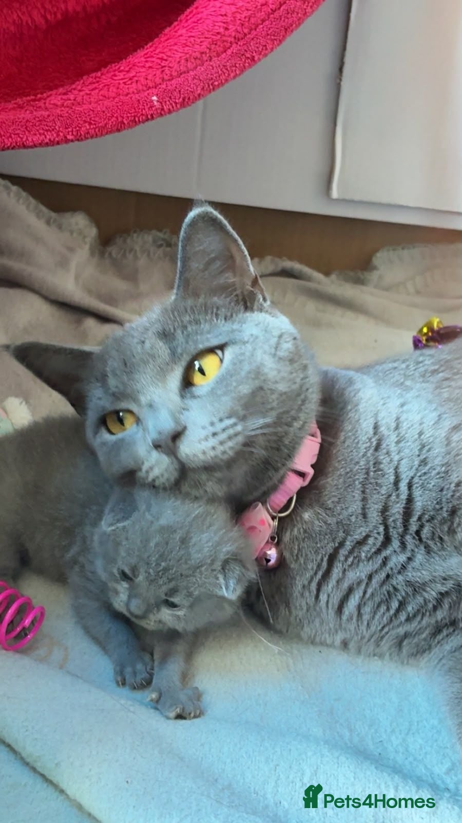 Russian Blue cats Russian blue kittens  - Advert 3