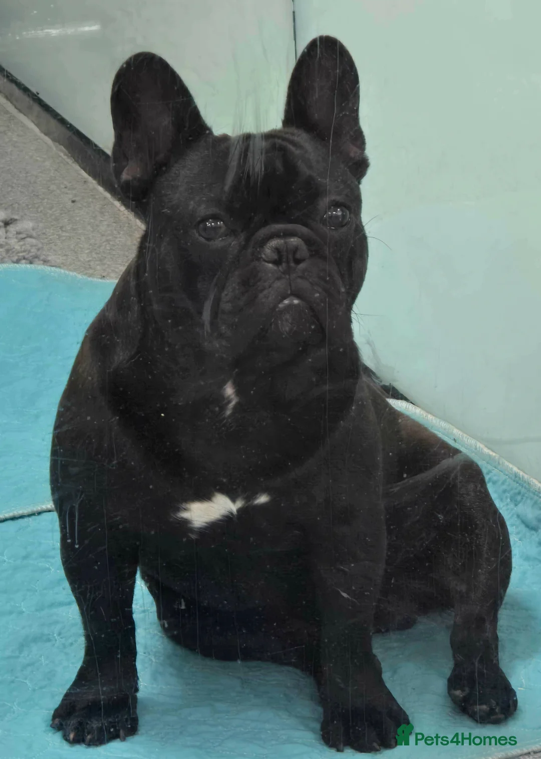 French Bulldog dogs for stud: Stunning KC registered & healthtested FBulldog - Advert 17