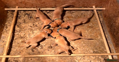 Labrador Retriever dogs - Advert 1