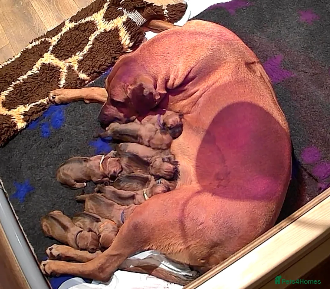 Rhodesian Ridgeback dogs for sale: X1 Girl Ready to Leave 16th June  - Advert 16