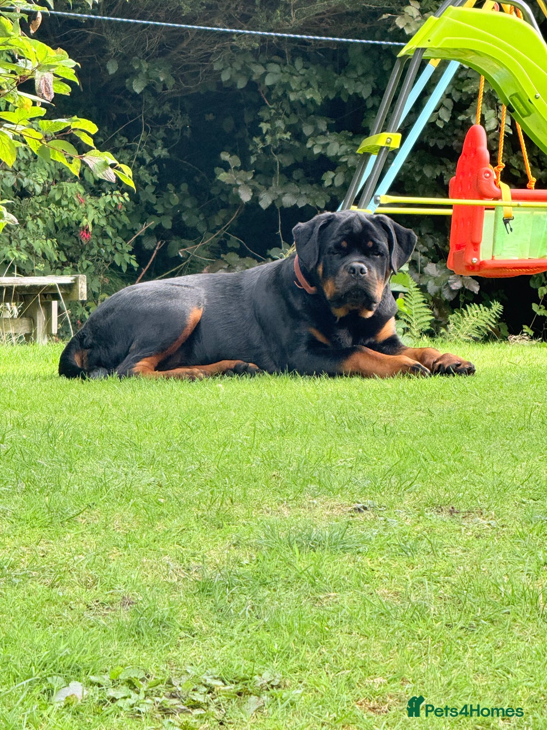 Rottweiler dogs for sale: Full pedigree KC registered ROTTWEILER  - Advert 3