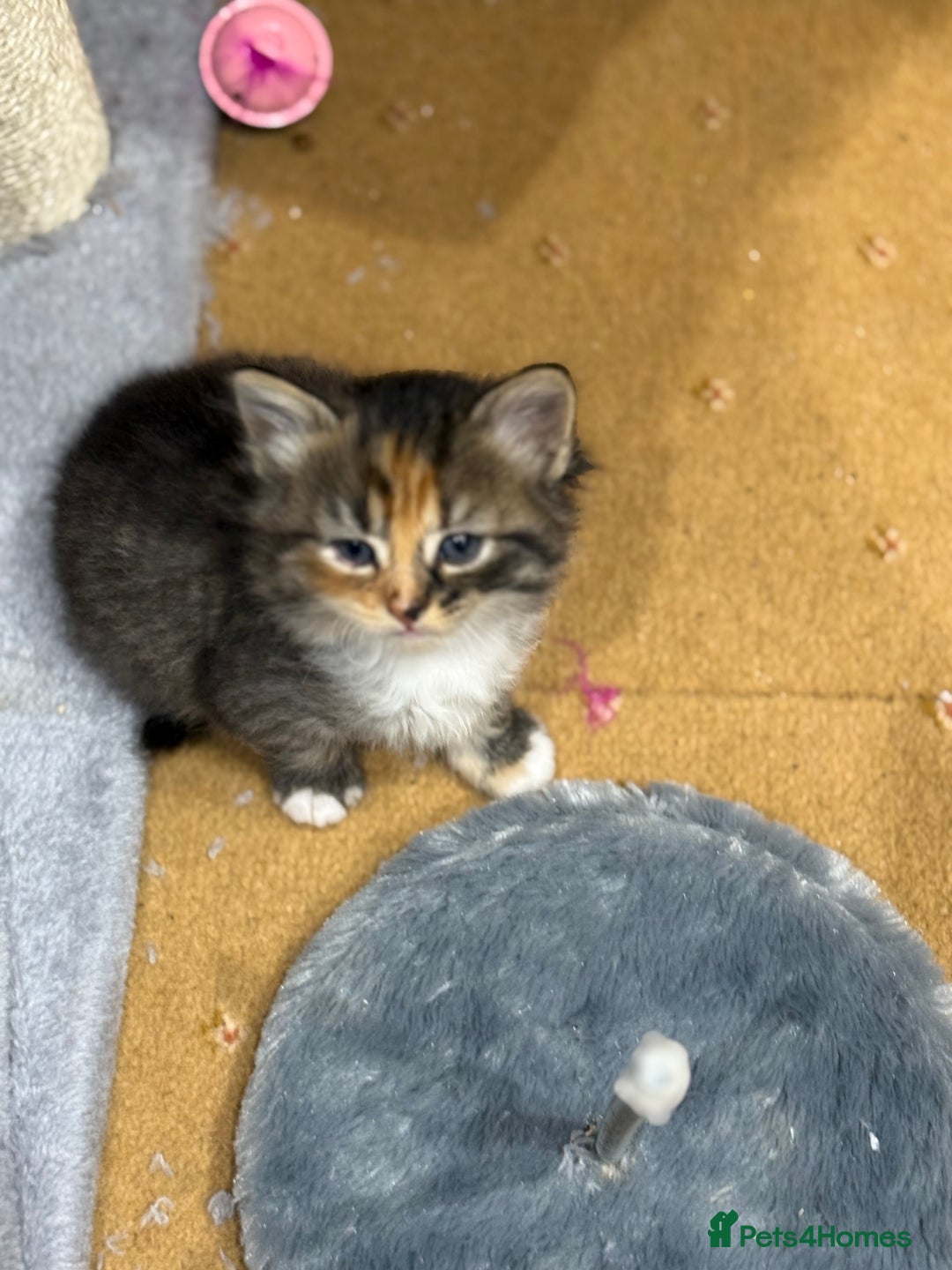 Ragdoll cats for sale: Beautiful half Ragdoll kittens for sale - Image 5