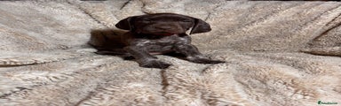 German Shorthaired Pointer Puppy 12