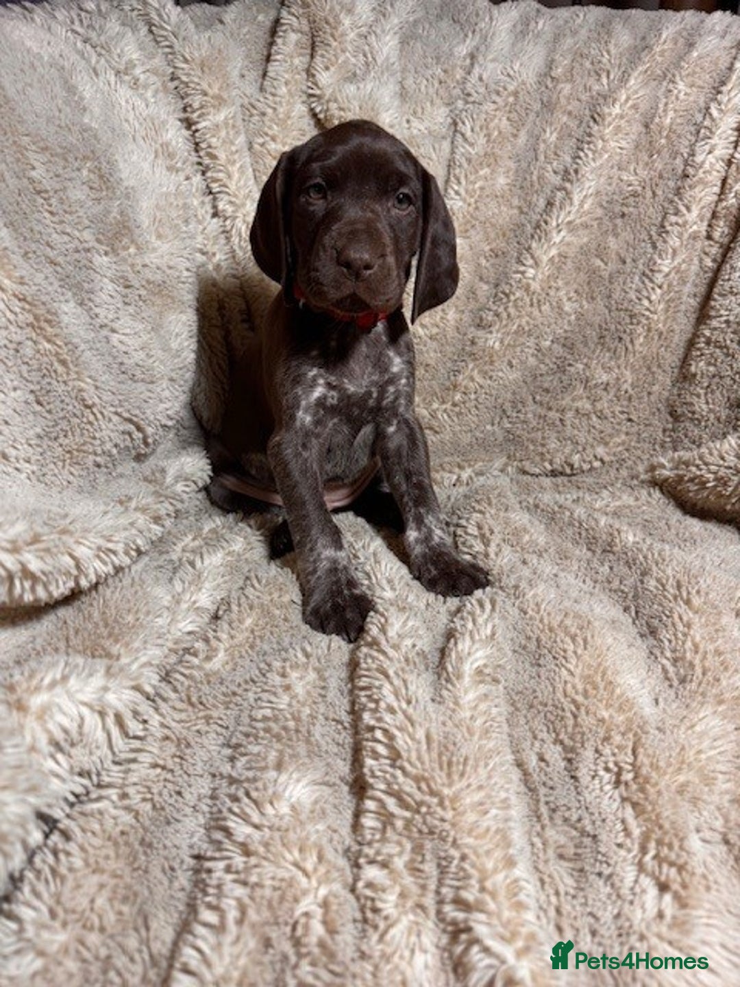 German Shorthaired Pointer dogs for sale: KC Reg Champ blood Lines GSP Pointer Pups - Leeds - Advert 16