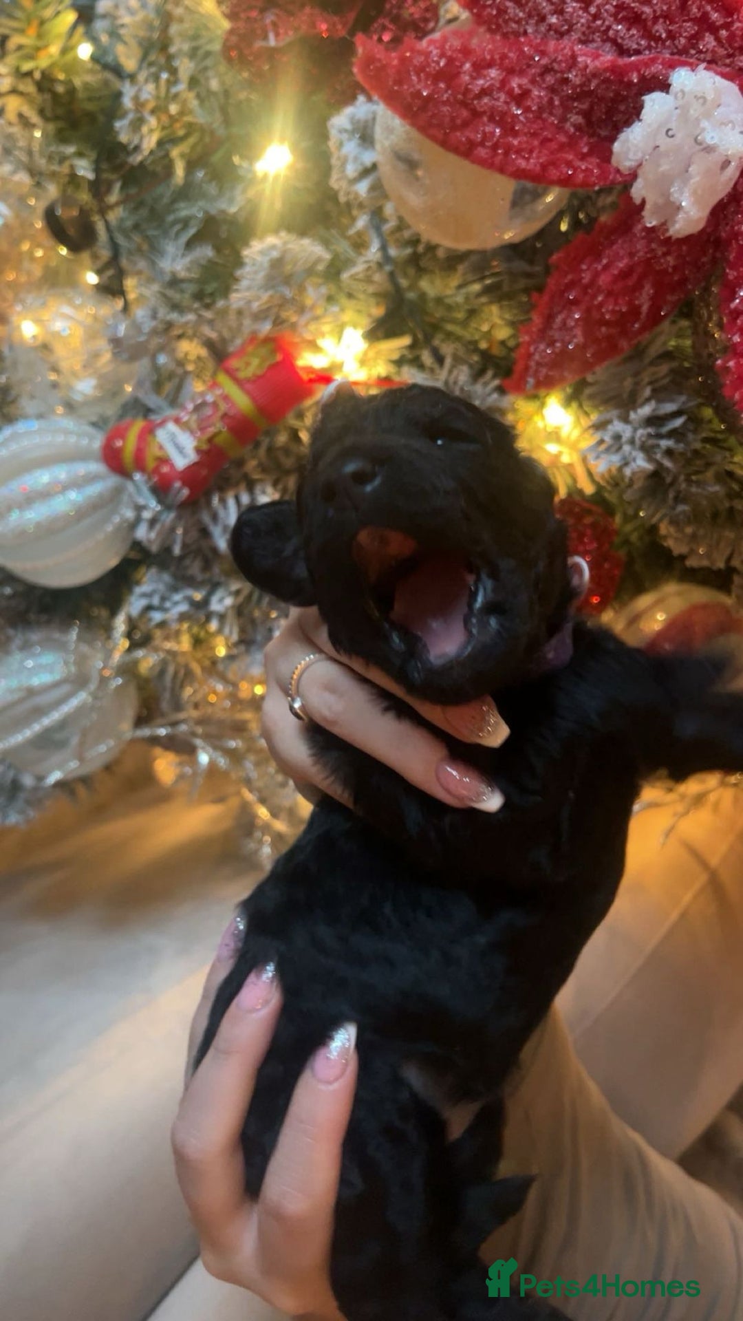 Cockapoo dogs for sale: F1 Cockapoo Puppies – 6 Newborn Pups - Advert 5