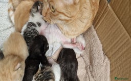 Maine Coon cats for sale: Mainecoon cross kittens - Image 1
