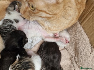 Maine Coon cats - Advert 3