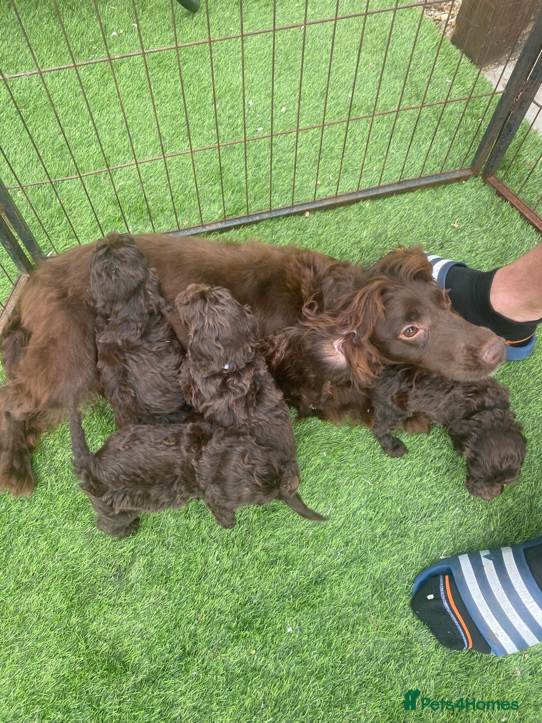 Cockapoo dogs for sale: Chocolate Cockapoo puppies - Image 5