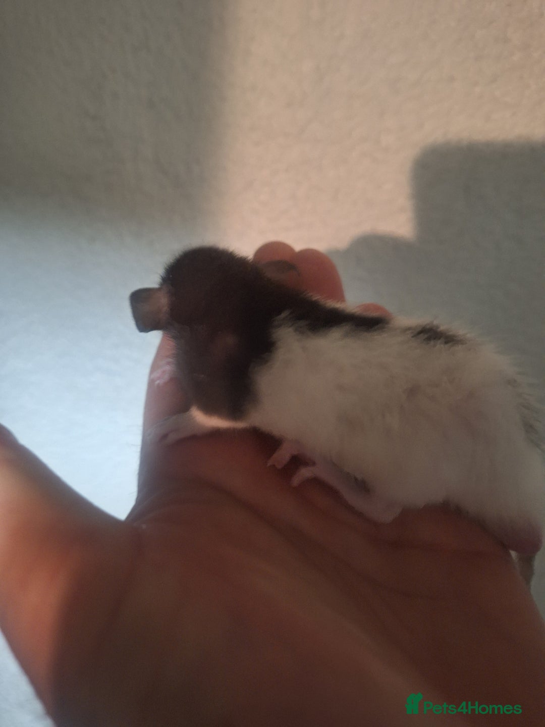 Rat rodents for sale: Baby rats - Image 4