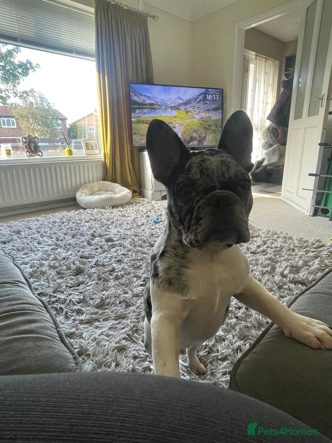 French Bulldog dogs for sale: French bulldog  - Advert 4