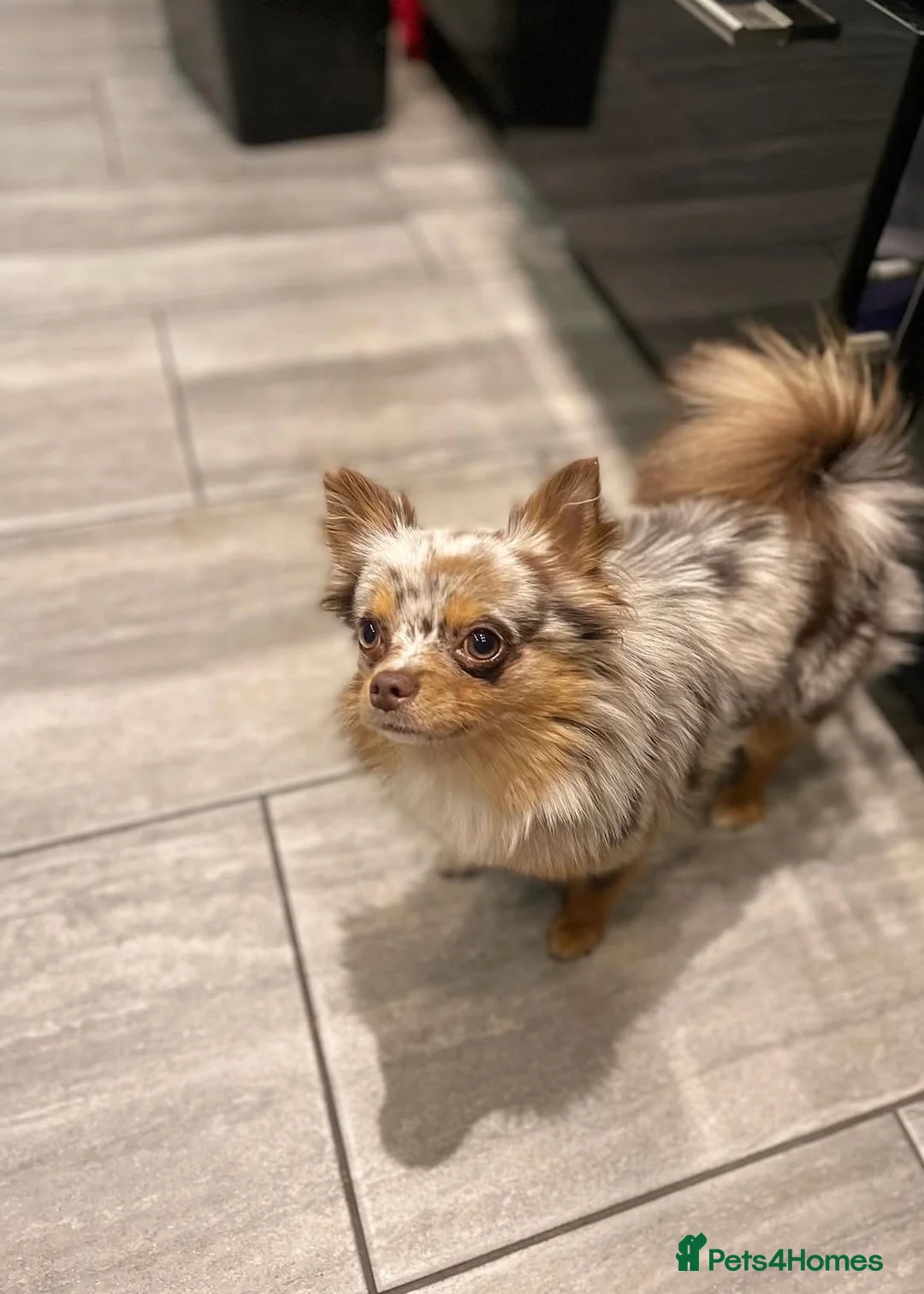 Pomchi dogs for sale: Female Pom Chi Puppy in Erith - Advert 1