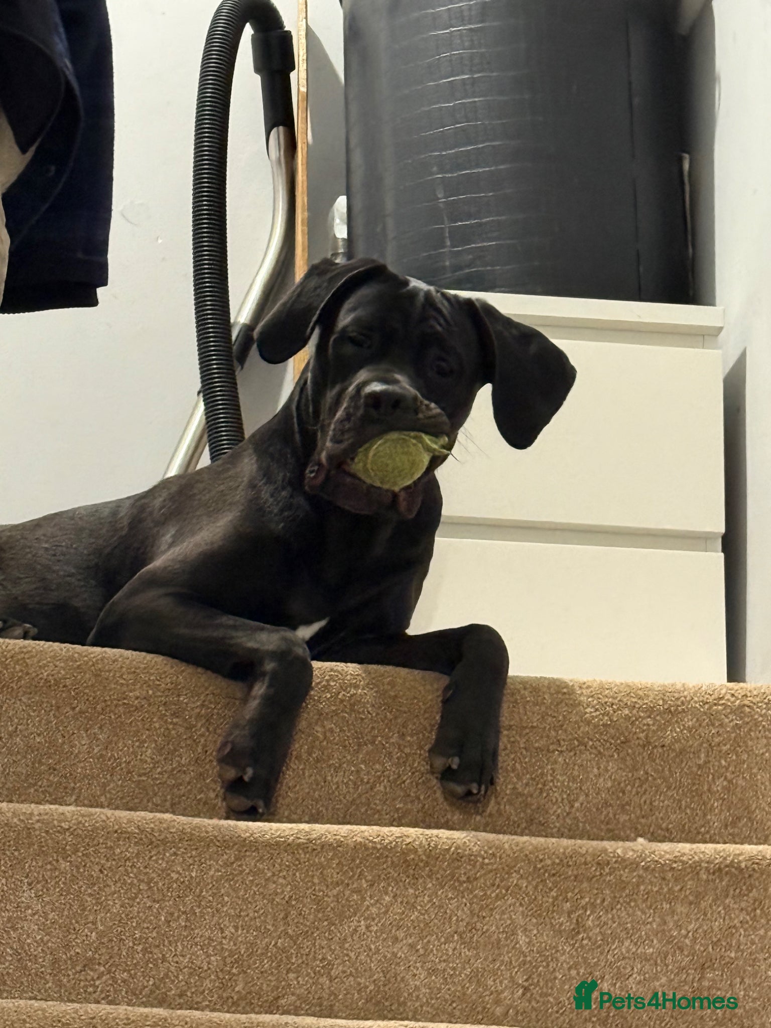 Cane Corso dogs 🐾Nova🐾 - Advert 1